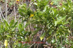 Au- Bois d'oiseau - Claoxylon gladulosum- Euphorbiace - E