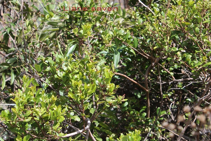 Au- Liane savon - Embelia angustifolia- Myrsinace - E