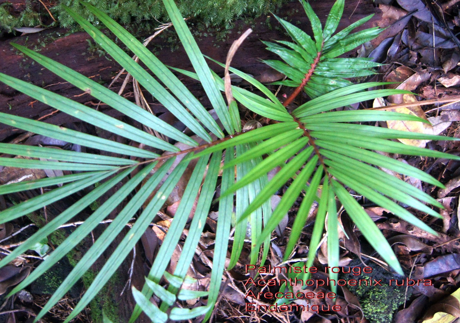 Palmiste rouge- Acanthophoenix rubra- B | Forêt humide de Mare Longue