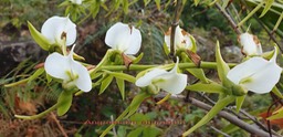Angraecum eburneum- les fleurs