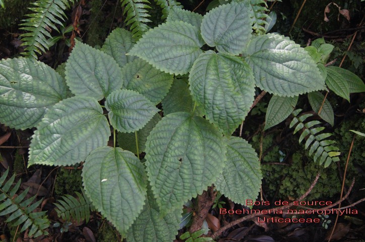 Boehmeria macrophylla- Bois de source- Urticaceae