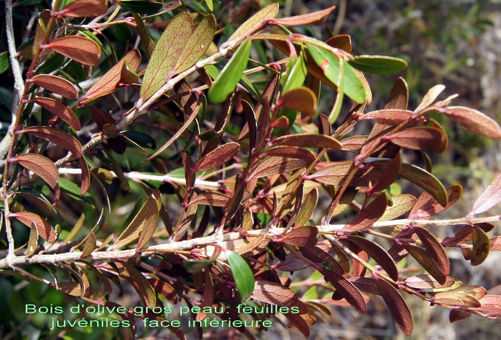 Bois d'olive gros peau- Jeunes feuilles vues de dessous