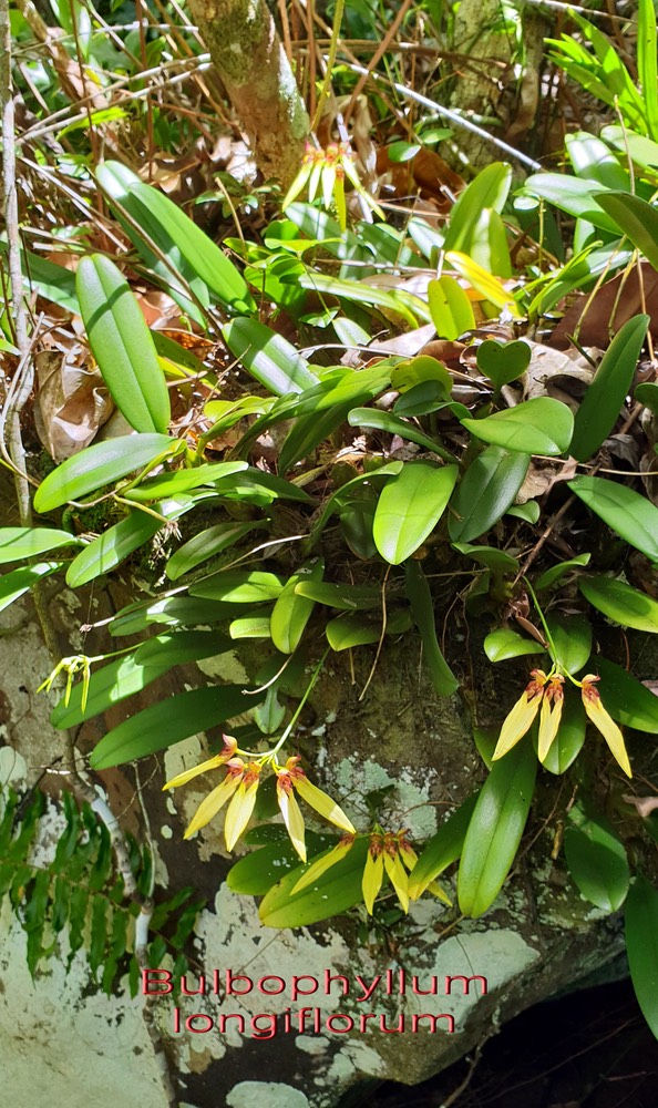 Bulbophyllum longiflorum-2
