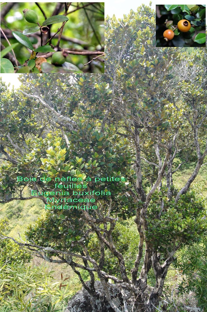 Eugenia buxifolia- Bois de nèfles à petites feuilles- B