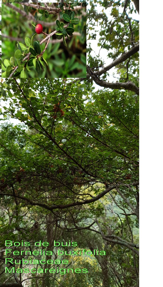 Fernelia buxifolia- Bois de buis