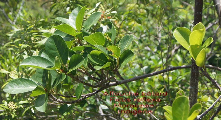 Ficus reflexa - Affouche bâtard ou Ti l'affouche- Moraceae- I