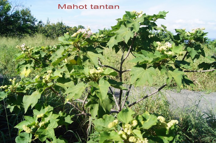 mahot-tantan---dombeya_med_hr