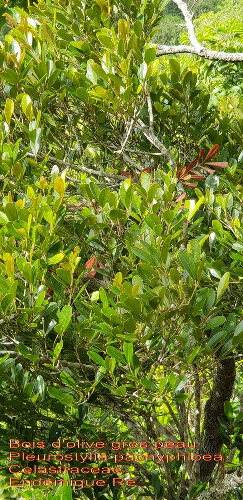 Pleurostylia pachyphloea- Bois d'olive gros peau- Celastraceae- B
