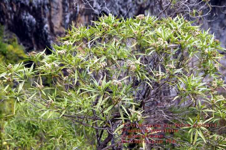 Psiadia dentata- Bois collant- Asteraceae- B