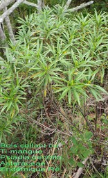 Psiadia dentata- Ti mangue ou Bois collant- Asteraceae- B