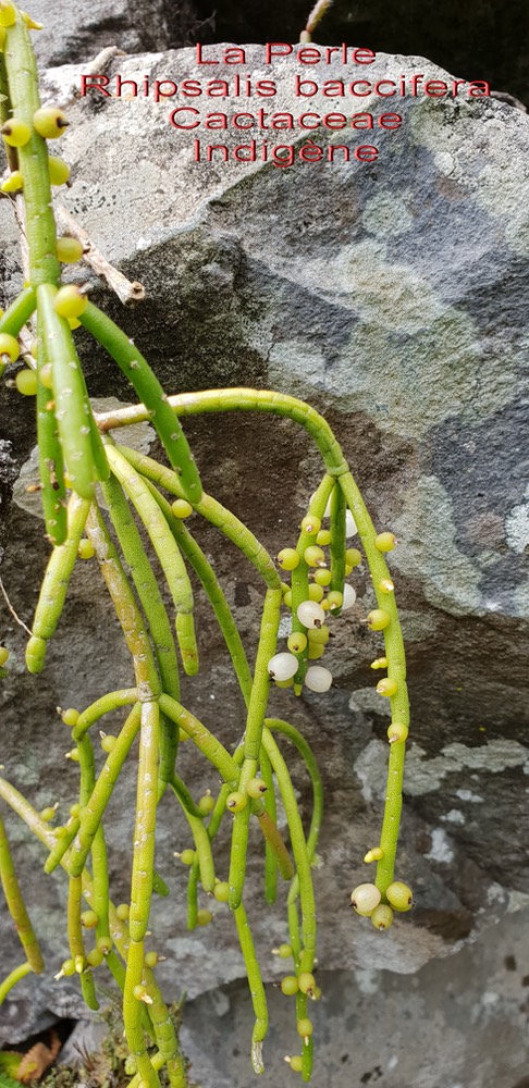 Rhipsalis baccifera- La Perle- Cactaceae- I