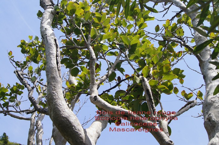 Scolopia heterophylla - Bois de tisane rouge- Salicaceae- Masc