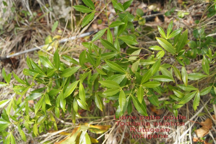 Toddalia asiatica- Liane patte poule- Rutaceae- I