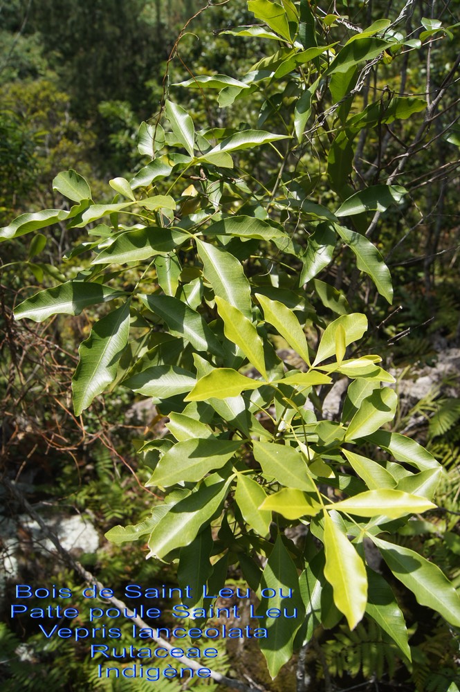 Vepris lanceolata- Bois patte poule Sant Leu- Rutaceae- I