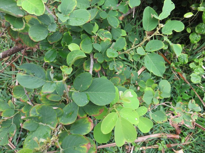 12 Dendrolobium umbellatum (L.) Benth - Bois malgache - Fabaceae