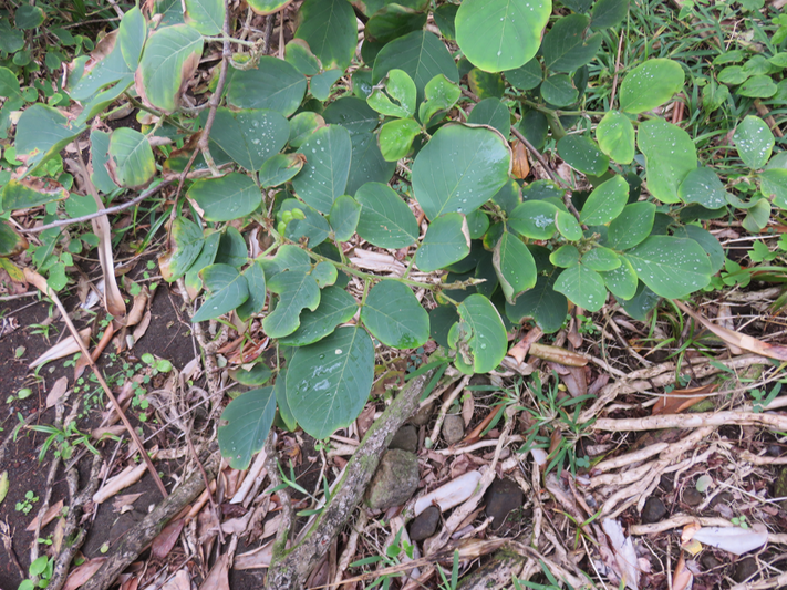 13 Dendrolobium umbellatum (L.) Benth - Bois malgache - Fabaceae