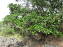 14 Noronhia emarginata - Takamaka de Mada, doucette - Oleaceae