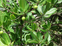 15 Noronhia emarginata - Takamaka de Mada, doucette - Oleaceae