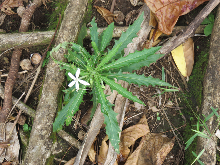 23 Hippobroma longiflora - Etoile de Bethléem -  exo