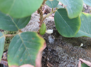 29 Fleur d'Erythrina variegata- Nourouc ou Pignon d'Inde / de l'Inde- Fabacée- exo