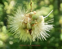 fleurs-du-jamrose--myrtacee_med_hr