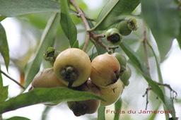 fruits-du-jamerosa---syzygi_med_hr