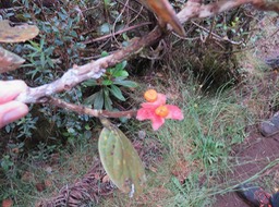 12. Fruit du Monimia rotundifolia - Mapou - Monimiaceae