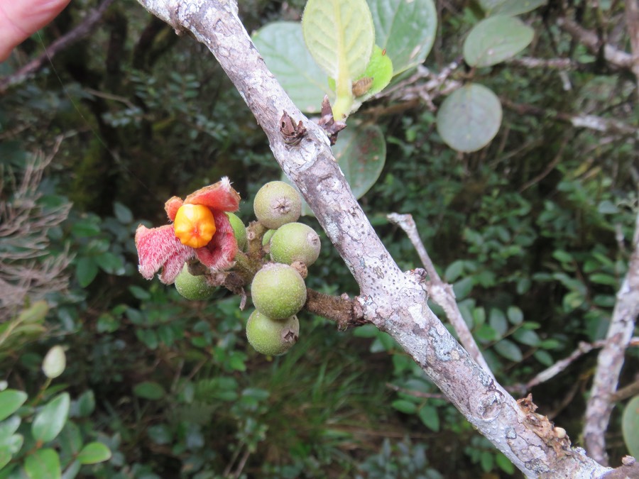 13.  Fruit du Monimia rotundifolia - Mapou - Monimiaceae