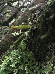 15.Angraecum cordemoyi - - ORCHIDACEAE - endémique Réunion