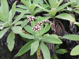 16 Psiadia anchusifolia 