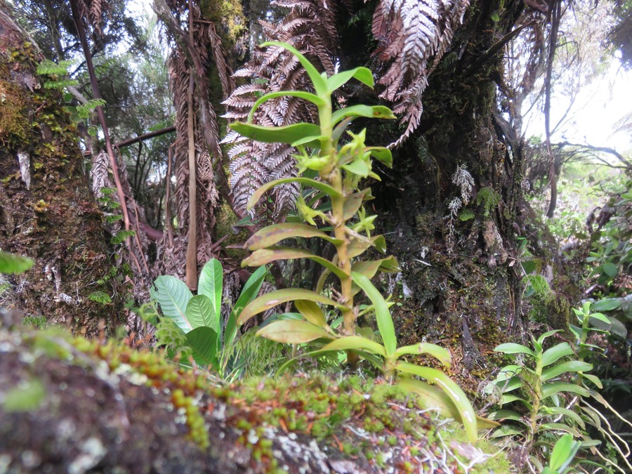 1.Angraecum costatum - Ø - Orchidaceae - Endémique La Réunion