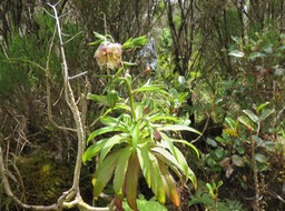 5.Heterochaenia ensifolia - Ø - Campanulaceae - endémique de La Réunion