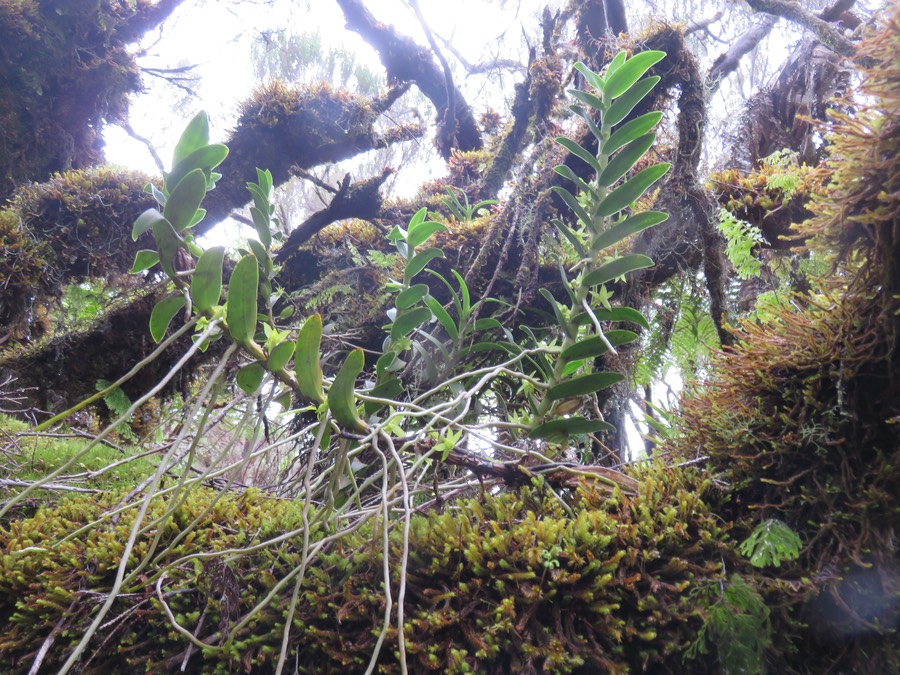 7.Angraecum costatum - Ø - Orchidaceae - Endémique La Réunion