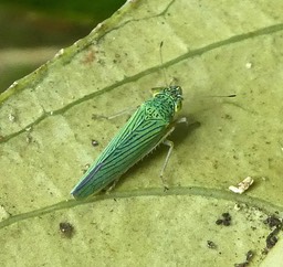Acopsis viridicans.Cicadelle verte sur feuille de Melicope simplex .cicadellidae.indigène Réunion .P1670631