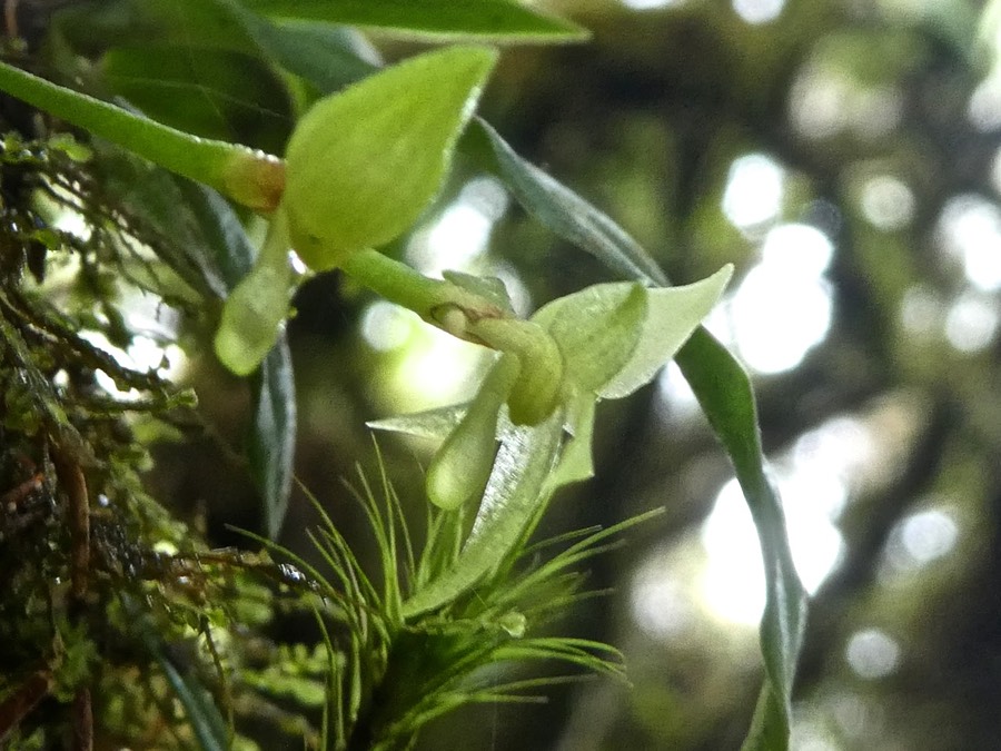 Angraecum cordemoyi .orchidaceae .endémique Réunion P1680520
