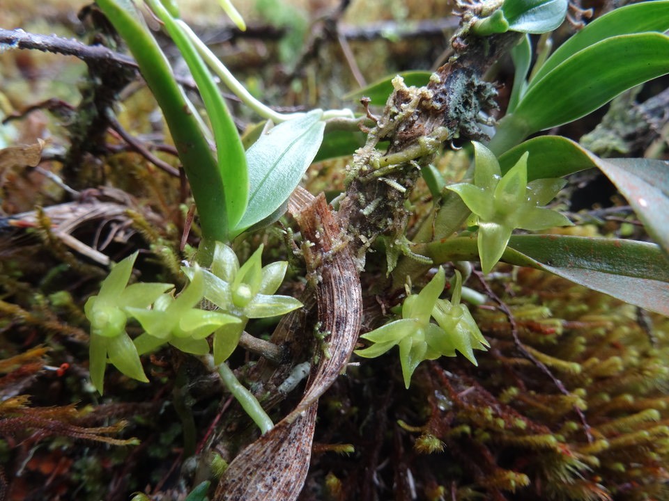 Angraecum costatum - EPIDENDROIDEAE - Endémique Réunion