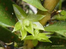 Angraecum costatum .orchidaceae.endémique Réunion .P1680488