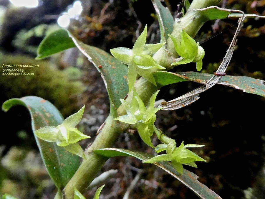 Angraecum costatum .orchidaceae  endémique Réunion .P1680605