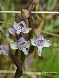 Cynorkis rosellata . orchidaceae. indigène Réunion .P1680666