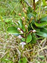 Cynorkis rosellata .orchidaceae. indigène Réunion .P1680656