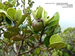 Eugenia buxifolia .bois de nèfles à petites feuilles .myrtaceae.endémique Réunion.P1680764