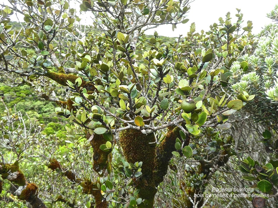 Eugenia buxifolia .bois de nèfles à petites feuilles .myrtaceae.endémique Réunion .P1680640