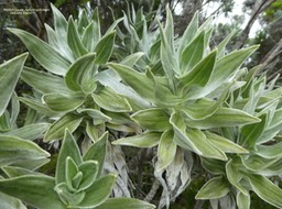 Helichrysum heliotropifolium .velours blanc.asteraceae;endémique Réunion .