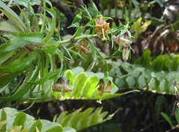 Heterochaenia ensifolia - CAMPANULACEAE - Endémique Réunion