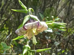 Heterochaenia ensifolia .campanulaceae.endémique Réunion .P1680575