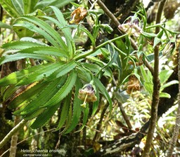 Heterochenia ensifolia .campanulaceae.endémique Réunion.P1680570