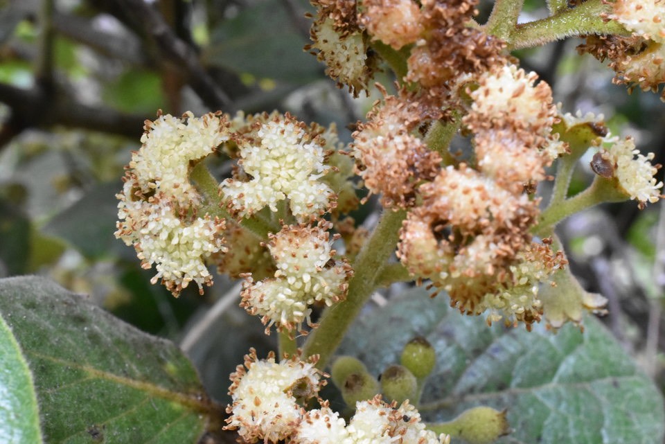 Monimia rotundifolia - Mapou pied mâle - MONIMIACEAE - Endémique Réunion