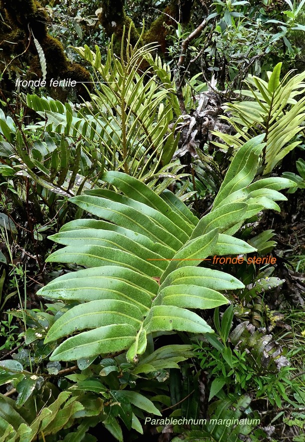 Parablechnum marginatum . blechne marginé. blechnaceae. endémique Réunion. fronde sterile au premier plan et fronde fertile à l'arrière .P1680631