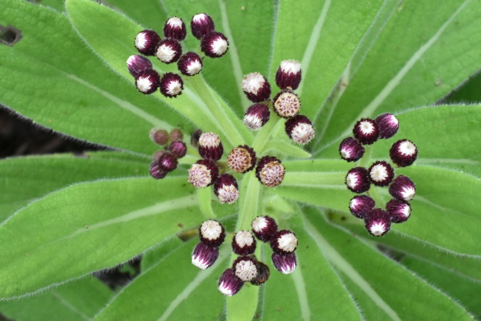 Psiadia anchusifolia - Bouillon blanc - ASTERACEAE - Endémique réunion 