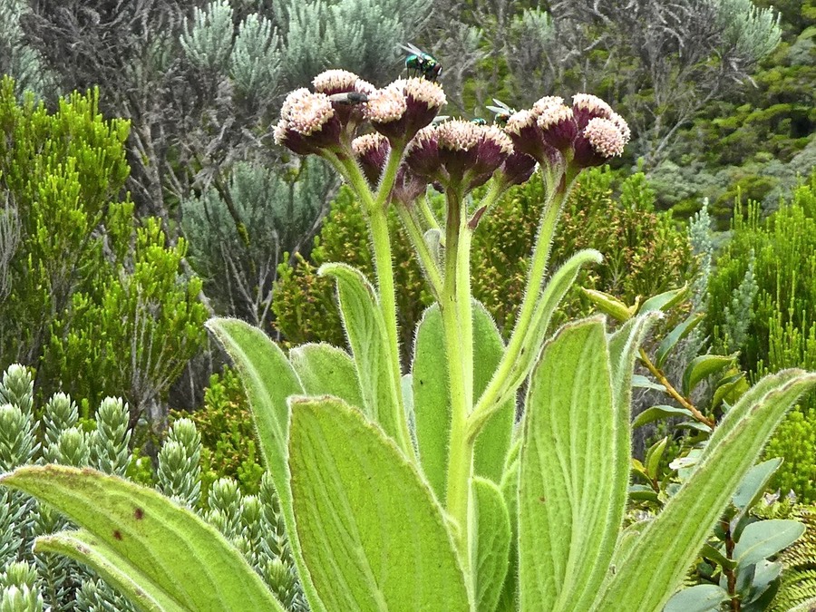 Psiadia anchusifolia .tabac marron.asteraceae .endémique Réunion .au premier plan .P1680646
